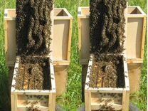 Пчелопакеты. Алтайская популяция