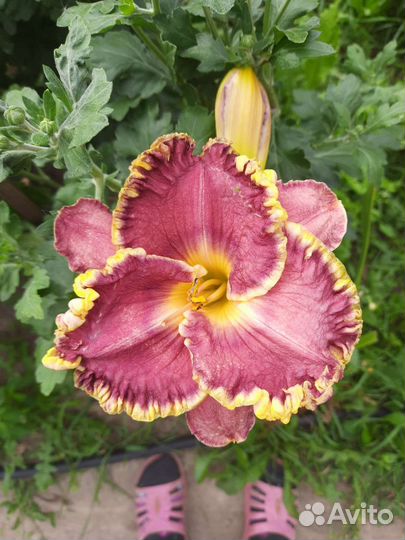 Лилейники сортовые