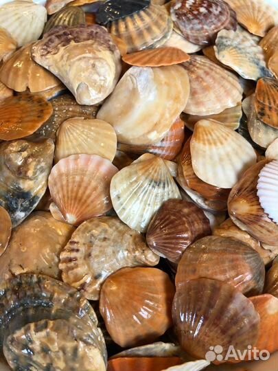 Большой набор морских, плоских ракушек Гребешок