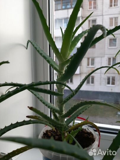 Цветок Алоэ на лекарство