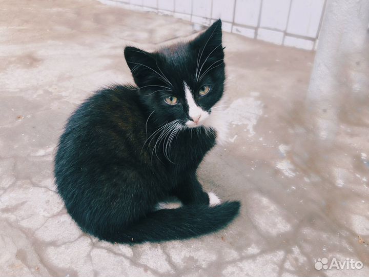 Котята в добрые руки руки бесплатно