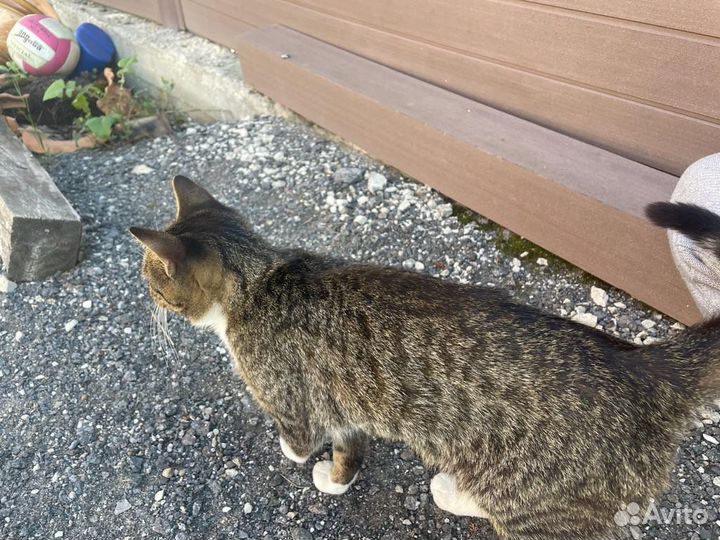 Кошки в добрые руки бесплатно