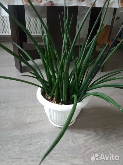 Офисные цветы