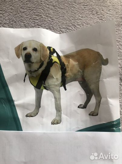 Передняя шлейка -поддержка для крупной собаки