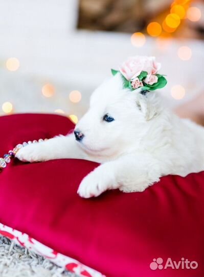 Щенки Самоеда