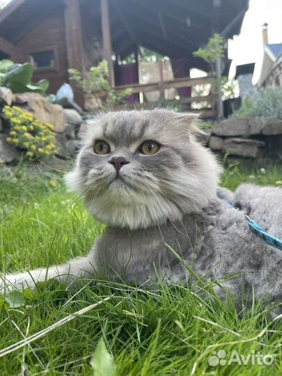 Кот хайленд фолд