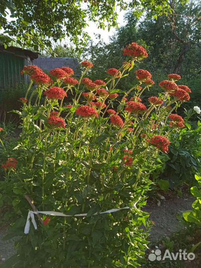 Лихнис или турецкая гвоздика