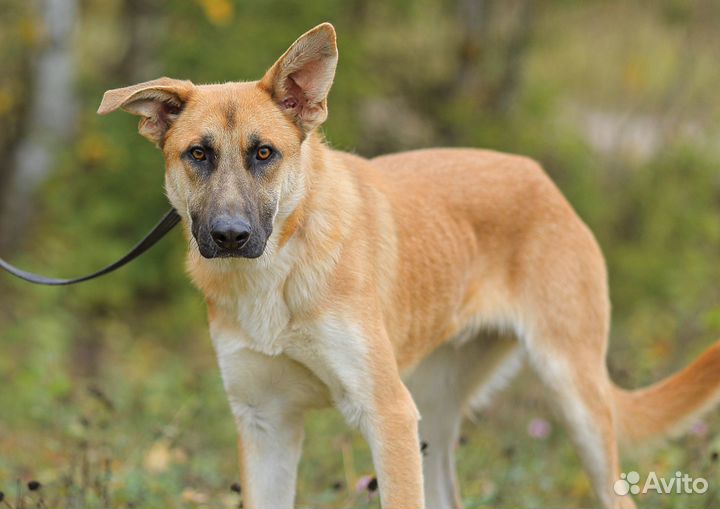 Честер, самый удивительный пес в приюте