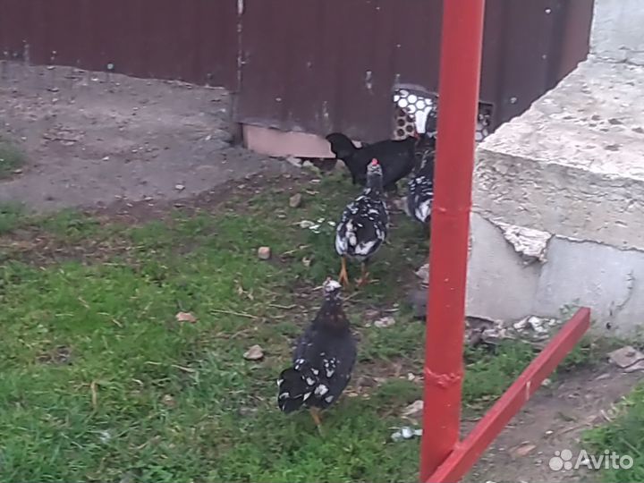 Куры бентамки