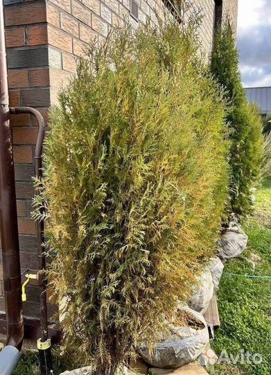 Туя Брабант с бесплатной доставкой