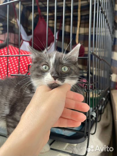 Котята в добрые руки мальчик