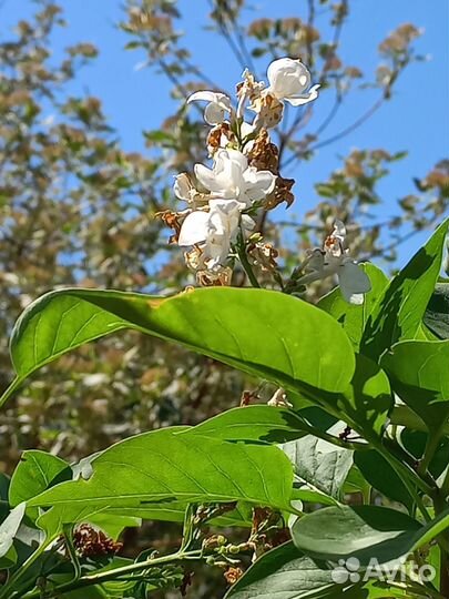 Сирень Красавица Москвы