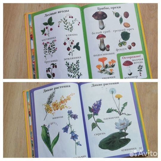 Моя первая книга Энциклопедия малыша