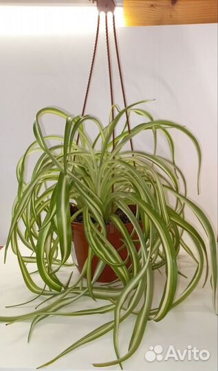 Хлорофитумы