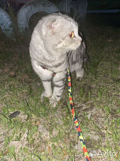 Шотландский вислоухий кот