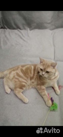 Шотландский кот вязка