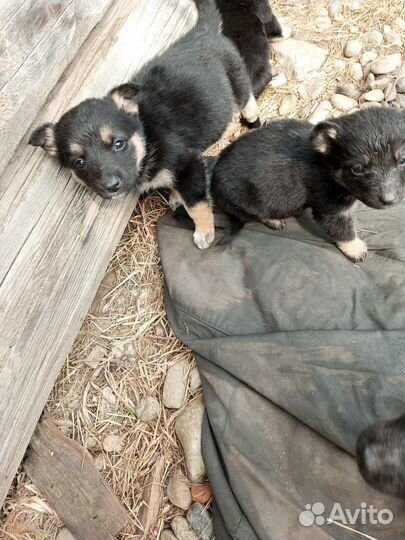 Отдам в добрые руки щенков