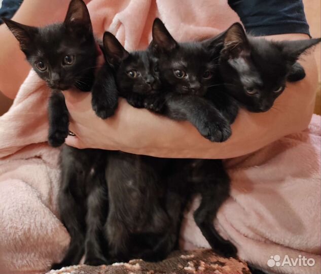 Кошки в добрые руки бесплатно