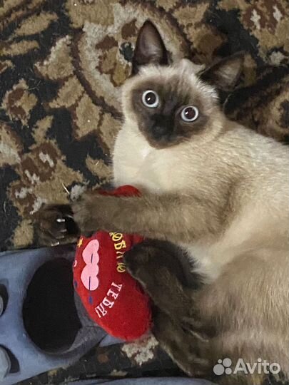 Кошка 5 месяцев