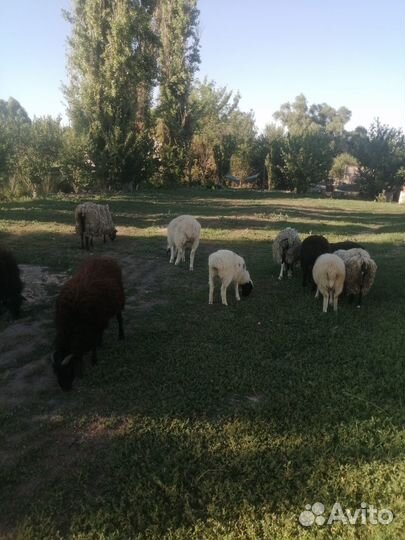 Овцы бараны