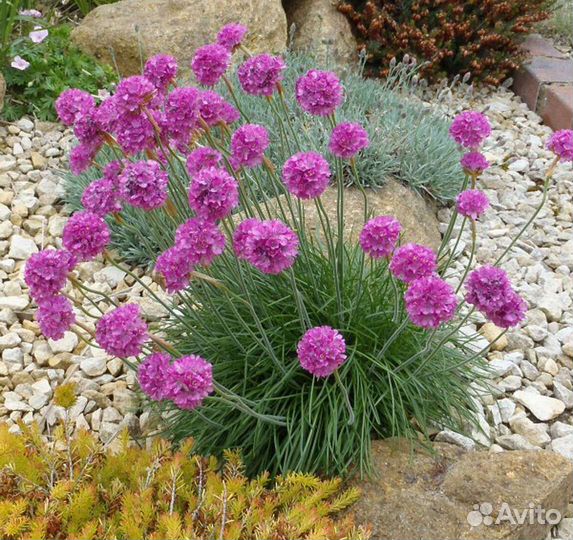 Многолетники