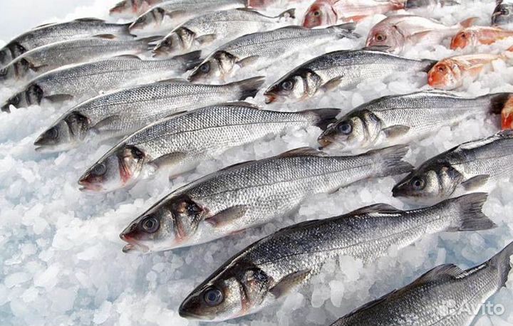 Продается рыбный магазин – готовый бизнес