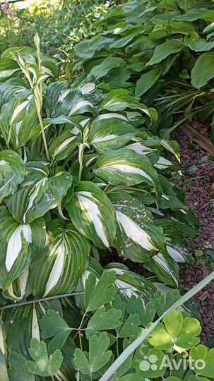 Хоста зеленая