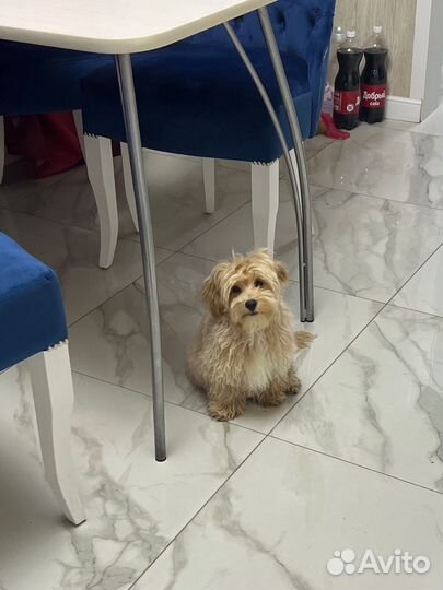 Мальтипу ф1 замечательный мальчик капучино