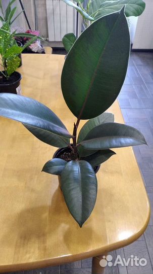 Цветы комнатные