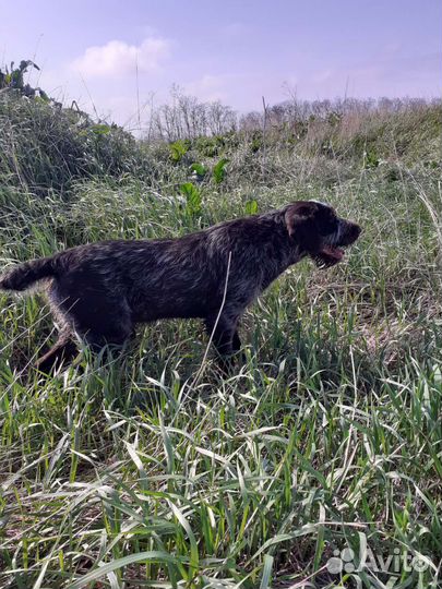 Кобель дратхаара