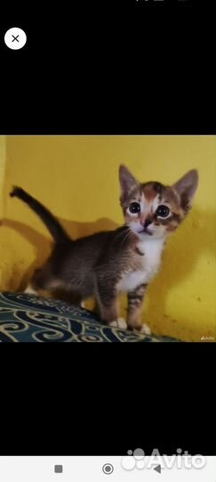 Полуабиссинские котята