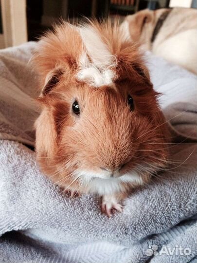 Зооняня,Передержка маленьких животных,грызунов