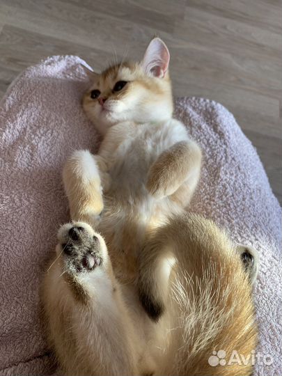 Передержка кошек