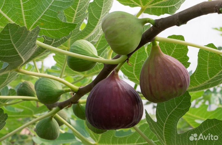 Автоматика для оранжереи, теплицы