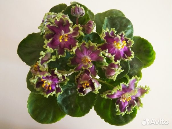 Сортовые фиалки