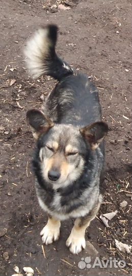 Ищу добрых,надёжных хозяев