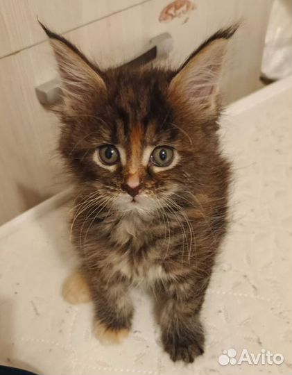 Продаются котята Мейн-Кун