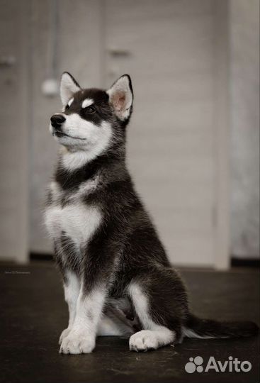 Аляскинский маламут щенки
