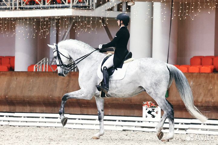 Обучение верховой езде. Конный спорт