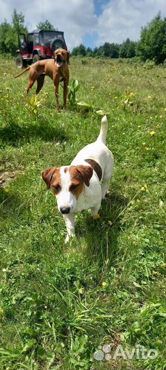 Вязка собак