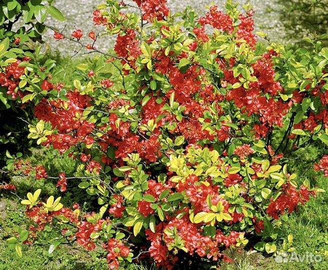 Айва японская декоративная