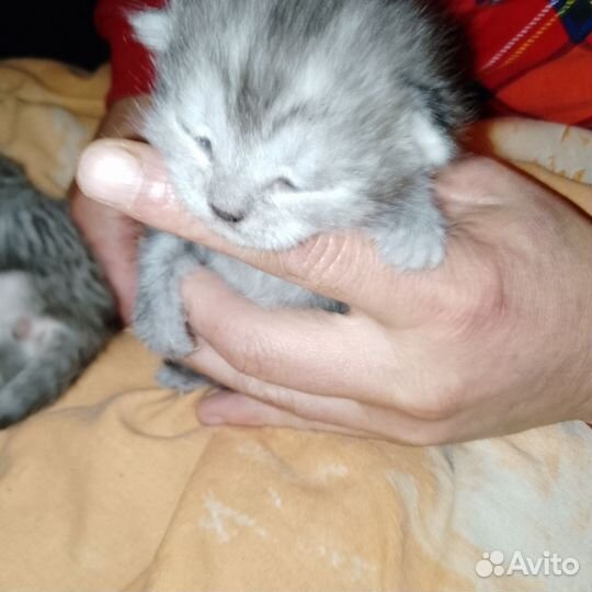 Продам котят