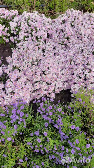 Хризантема и Астра осенняя многолетняя