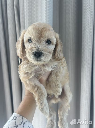 Щенки мальтипу