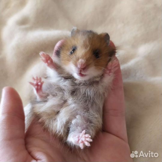 Передержка грызунов