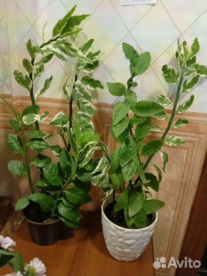 Педилантус