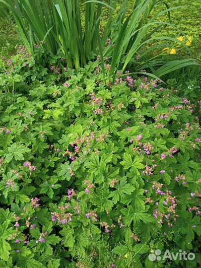 Герань садовая Здравец