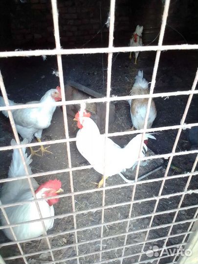 Цыплята петухи куры