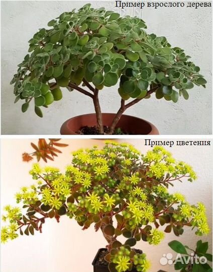 Аихризон дерево любви. Бонсай