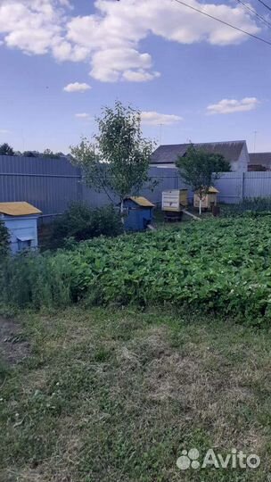 Ульи с пчелами